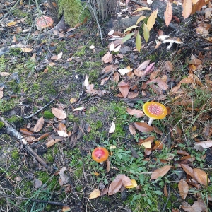 Wyjazd na Koczury na podsumowanie akcji Sprzątania Świata 2019_4